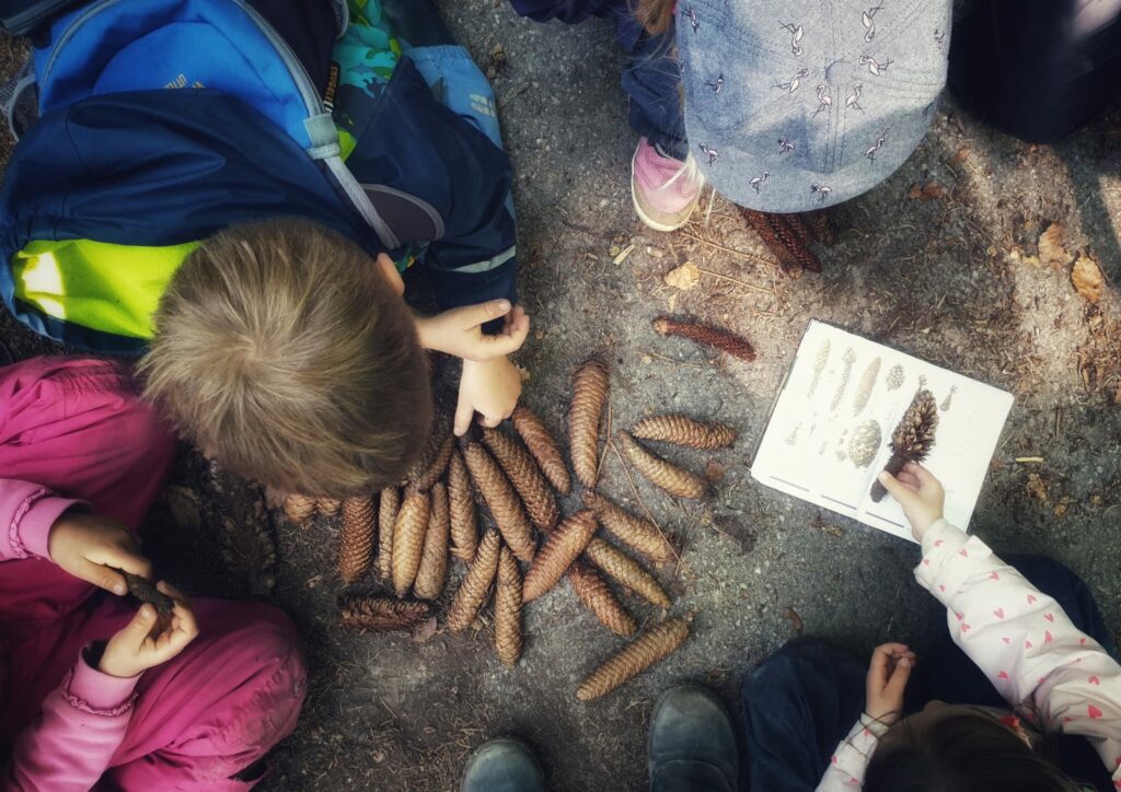 Kinder im Wald beim Bestimmen von Zapfen