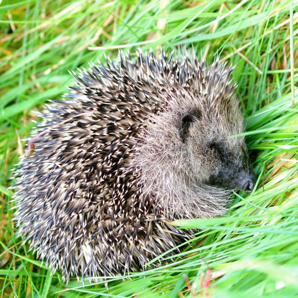 Igel – Futter, Überwinterung & Wissenswertes