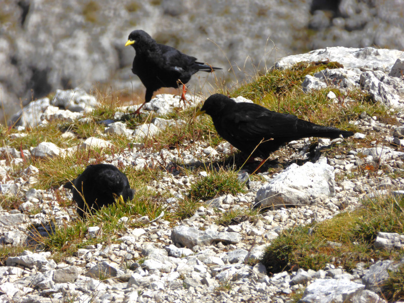 Drei Alpendohlen auf steinigem Grund - diese Rabenvögel kann man unter anderem an ihren Schnäbeln bestimmen