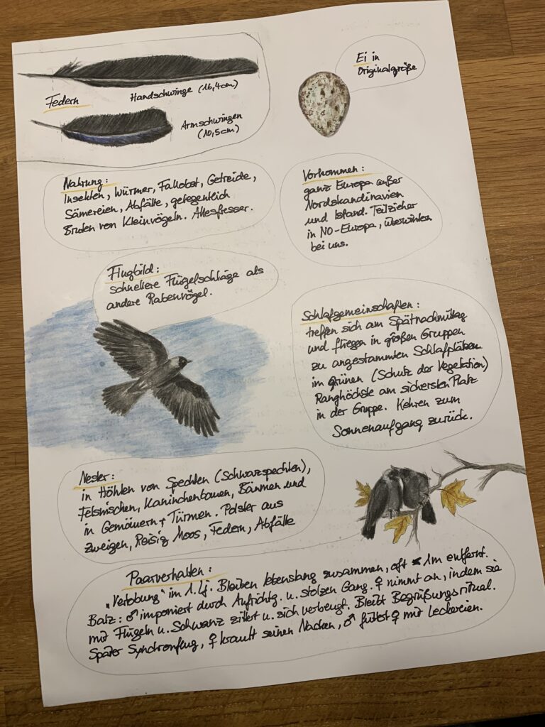 Rabenvogel-Nature Journal