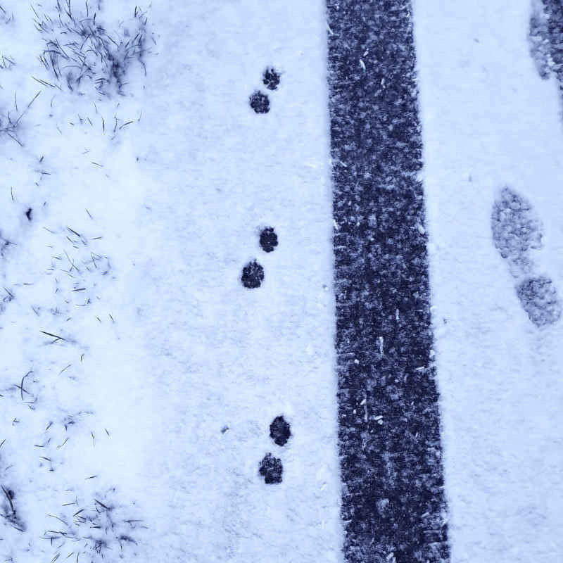 Fuchsspuren im Schnee (c) David Wege