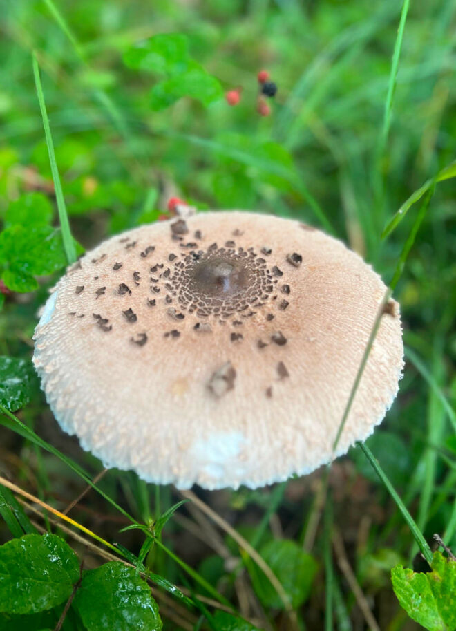 Pilze bestimmen lernen - der Parasol
