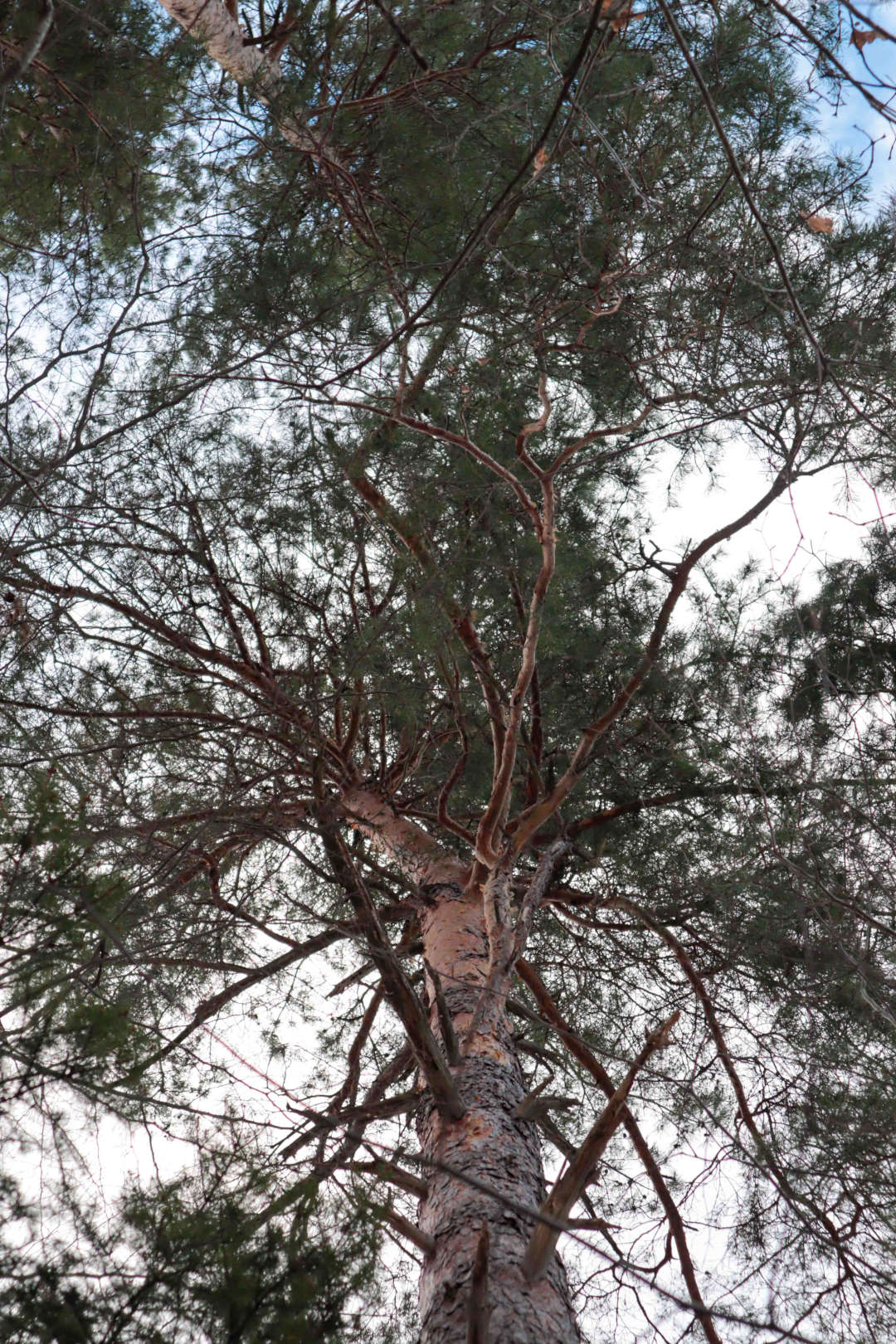 Heimische Nadelbäume bestimmen & erkennen - die Waldkiefer
