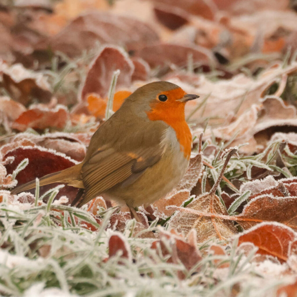 Tiere im Winter - ein Vogel auf gefrorenem Gras (c) David Wege